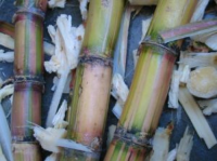 sugarcane